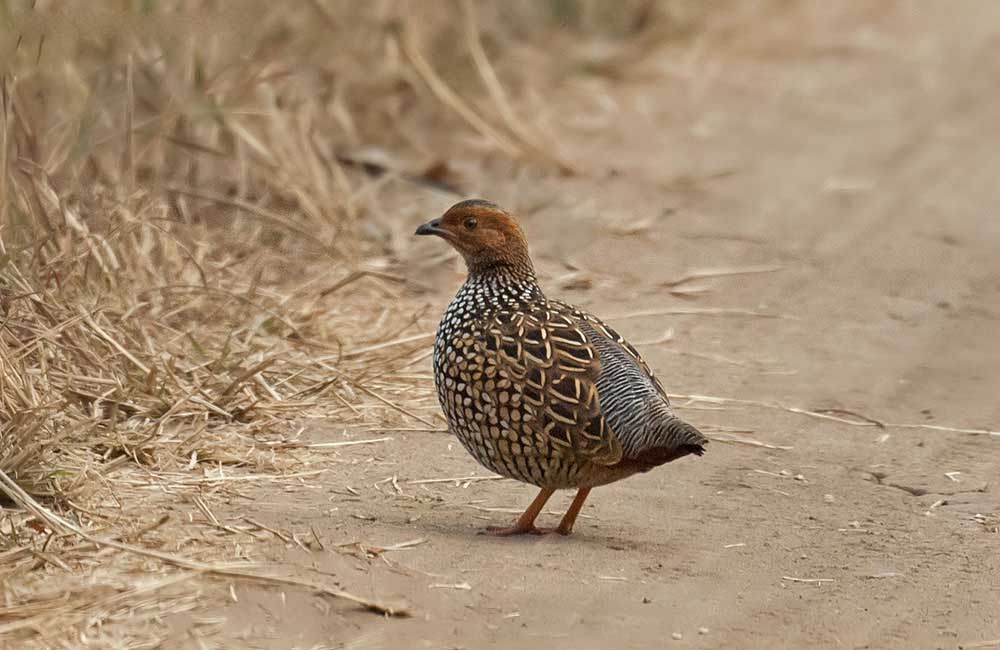 Painted Francolin Indian Birds Gallery