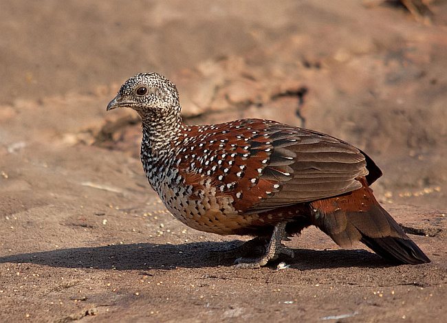 Painted Spurfowl Cute Pictures