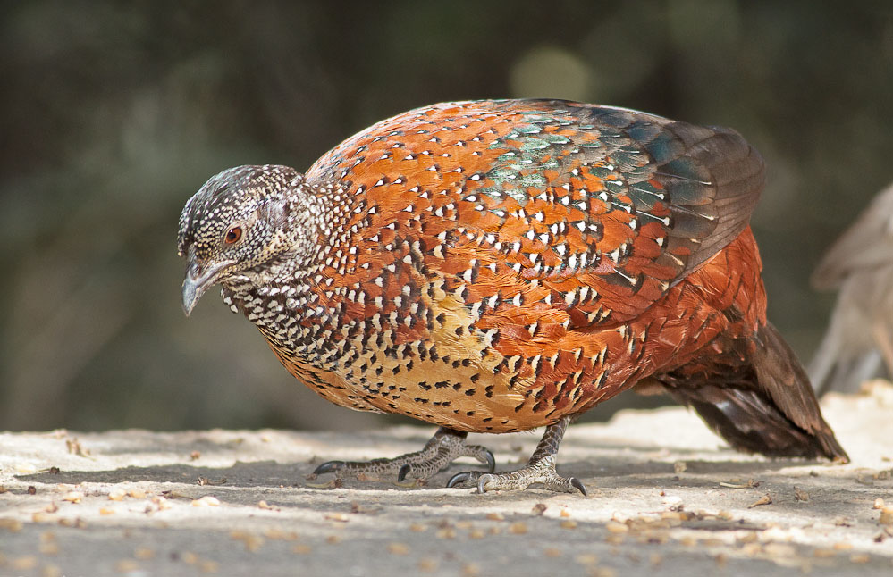 Painted Spurfowl Eating Photos