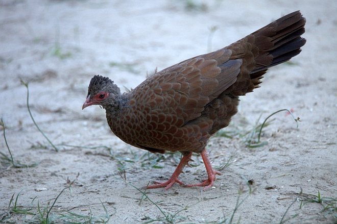 Red Spurfowl Indian Birds Gallery