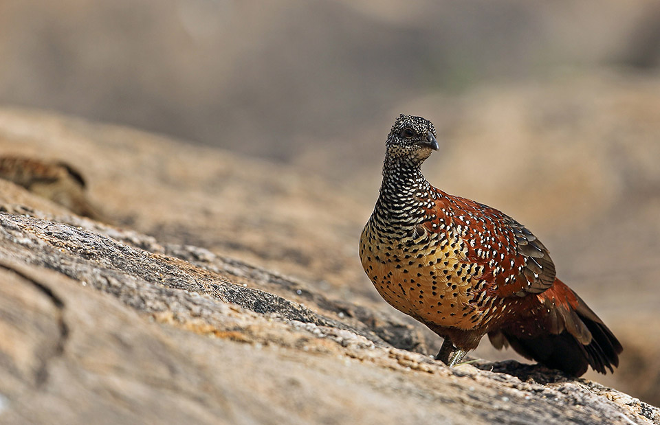 Red Spurfowl Wallpapers