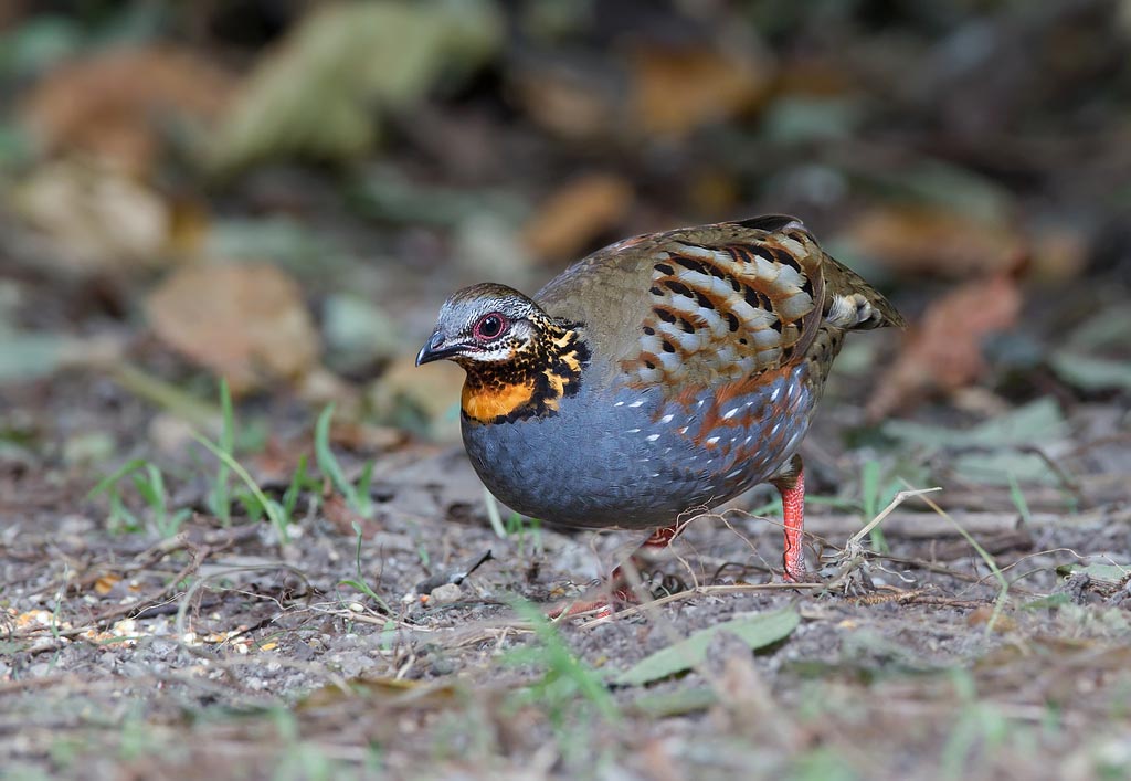 Rufous Throated Partridge Indian Birds Gallery