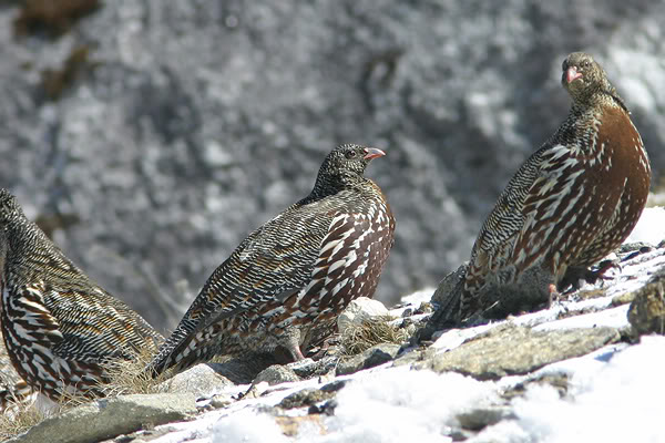 Snow Partridge Group Birds Photos