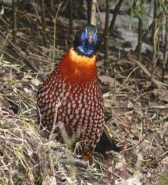 Temminck Tragopan Is A Indian Birds