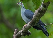 andaman wood pigeon pictures