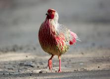 blood pheasant pictures