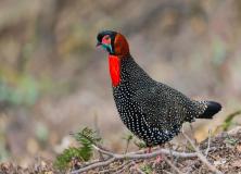 blyth's tragopan pictures