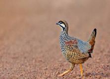 chinese francolin pictures