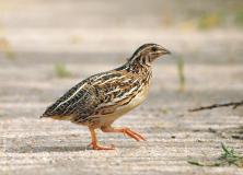common quail pictures