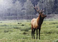 elk animal pictures