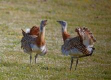 great indian bustard pictures