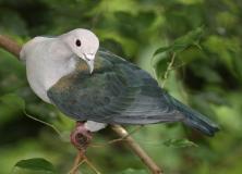 green imperial pigeon pictures