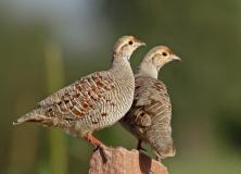 grey francolin pictures