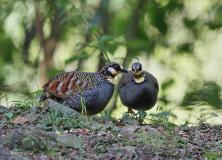 hill partridge pictures