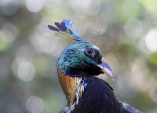 himalayan monal pictures