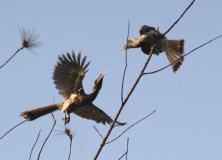 indian grey hornbill pictures
