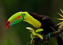keel billed toucan pictures