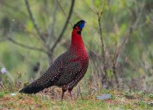 satyr tragopan pictures