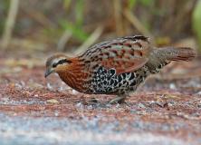 mountain bamboo partridge pictures