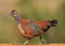 painted francolin pictures