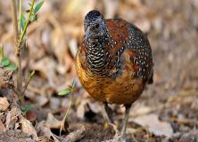 painted spurfowl pictures