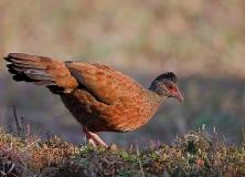 red spurfowl pictures