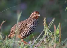 rock bush quail pictures