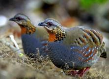 rufous throated partridge pictures