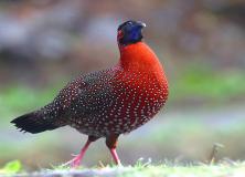 western tragopan pictures
