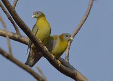 yellow footed green pigeon pictures