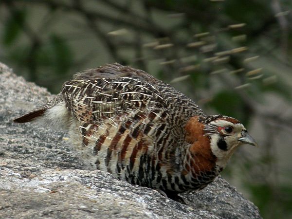 Tibetan Partridge Indian Birds Gallery