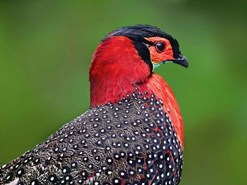 Western Tragopan Face Pictures