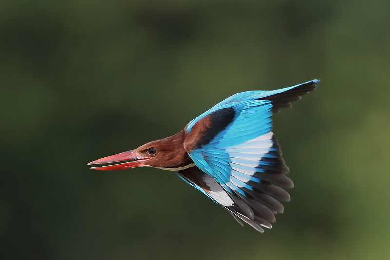 White Breasted Kingfisher Flying Wallpapers