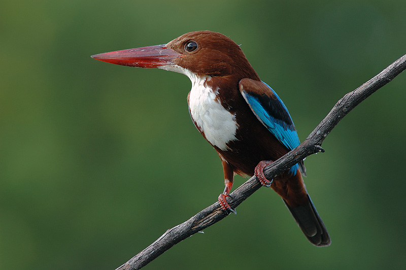 White Breasted Kingfisher Indian Birds Gallery