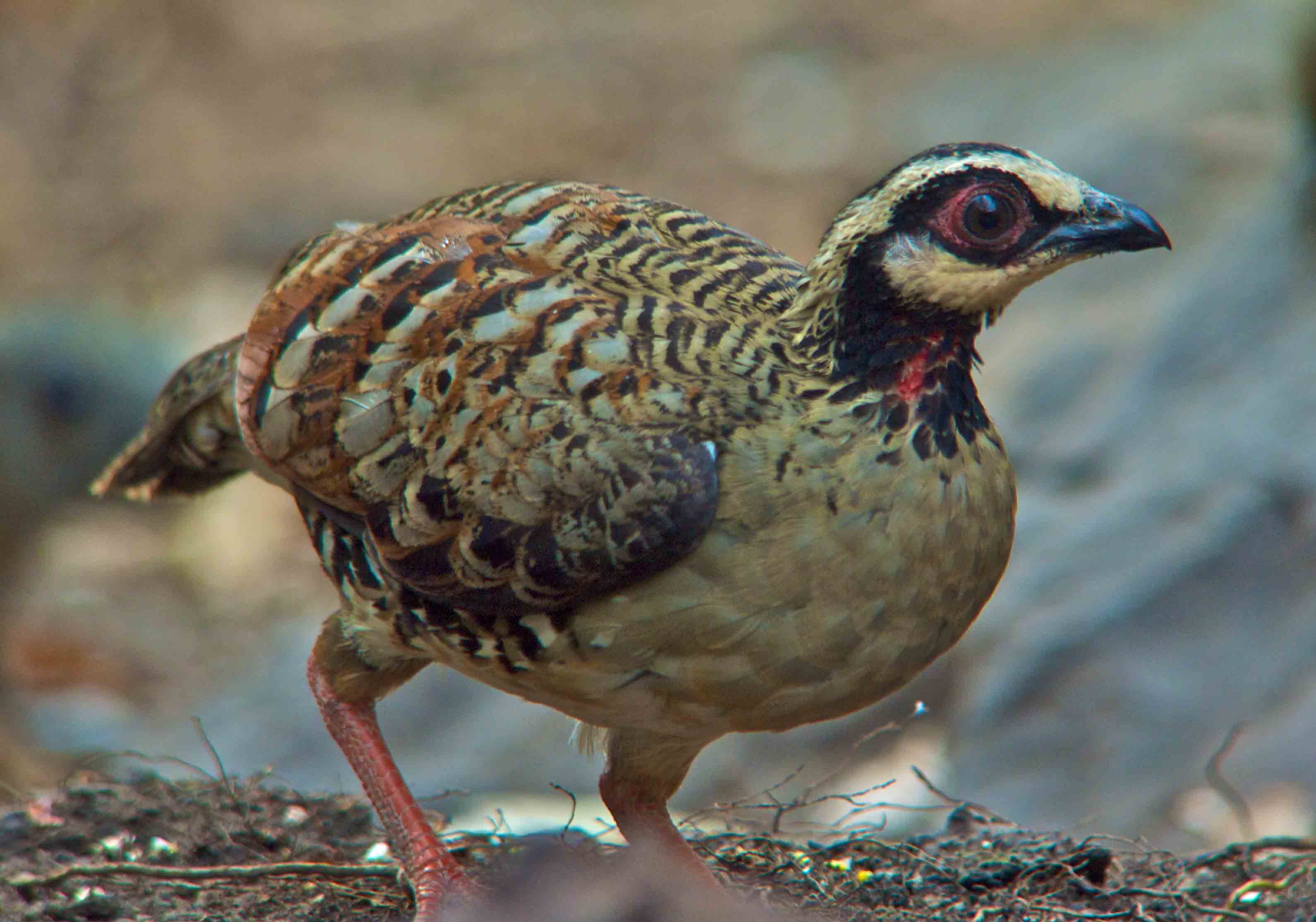 White Cheeked Partridge Cute Wallpapers
