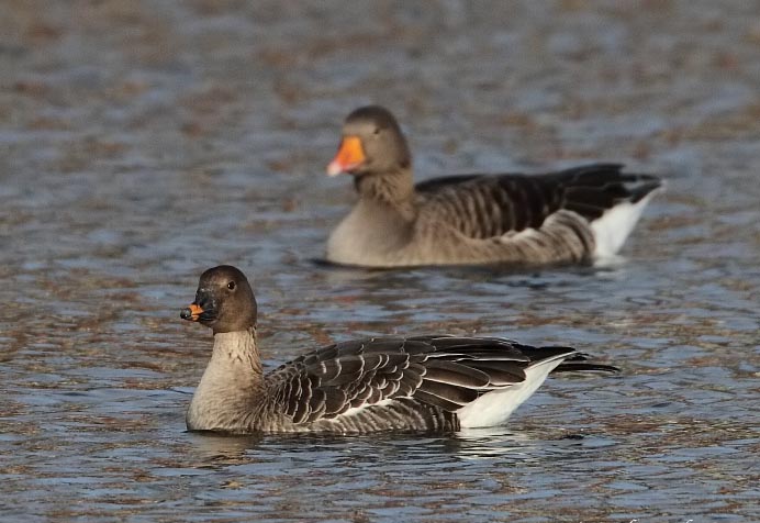 Bean Goose Male And Female Pictures