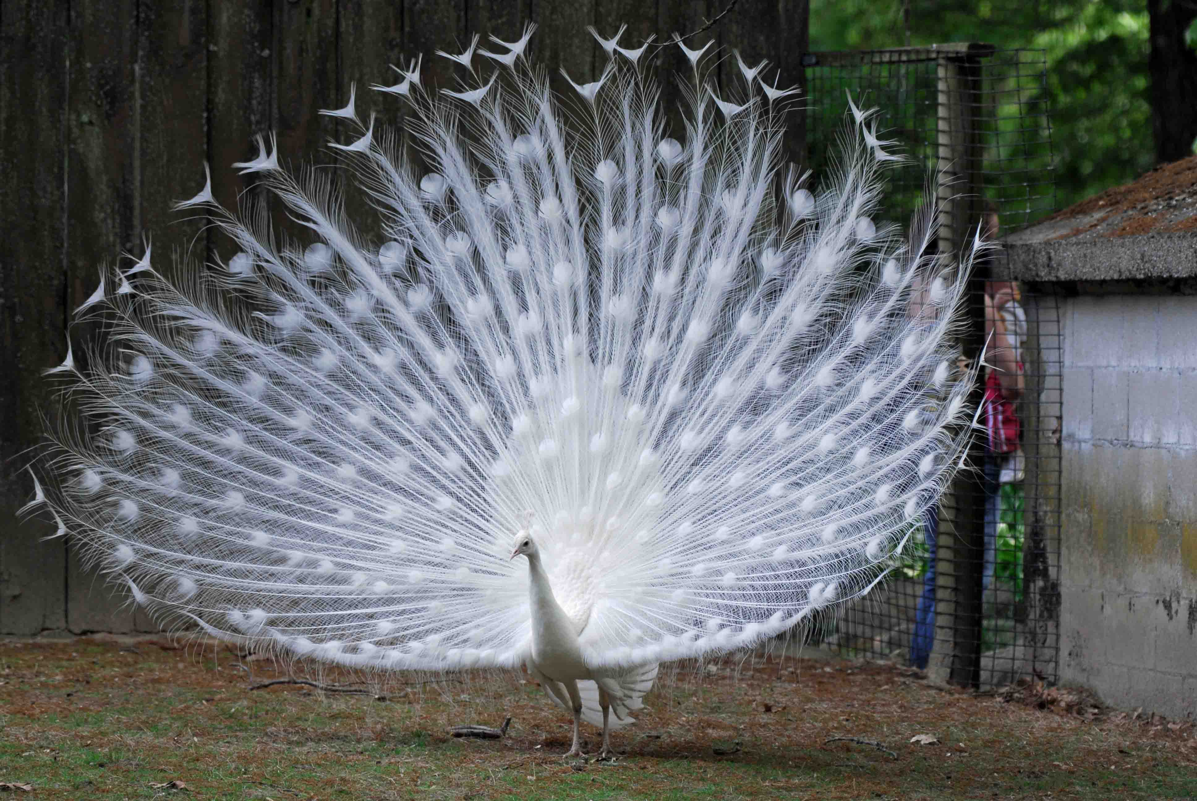 Beautiful Spalding White Peafowl Pictures