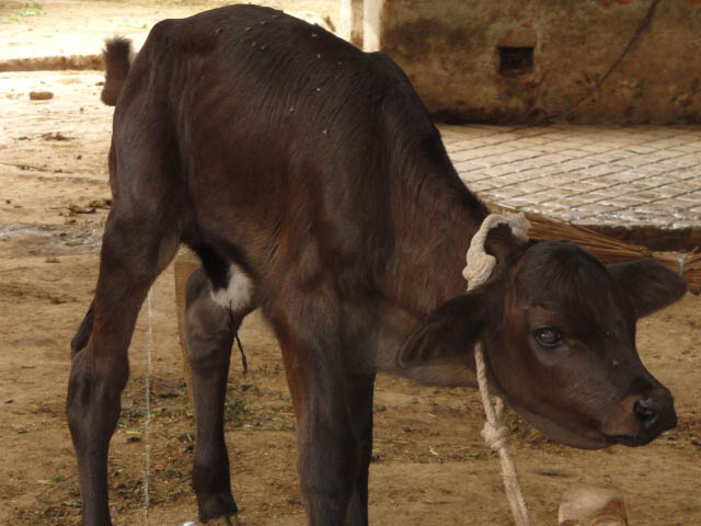 Black Sahiwal Cow Calf Pics