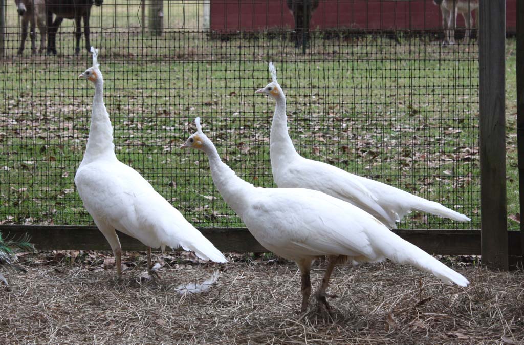 Female White Spalding Peafowl Group Photos