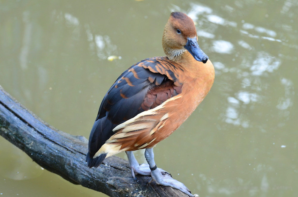 Fulvous Whistling Duck Cute Pictures