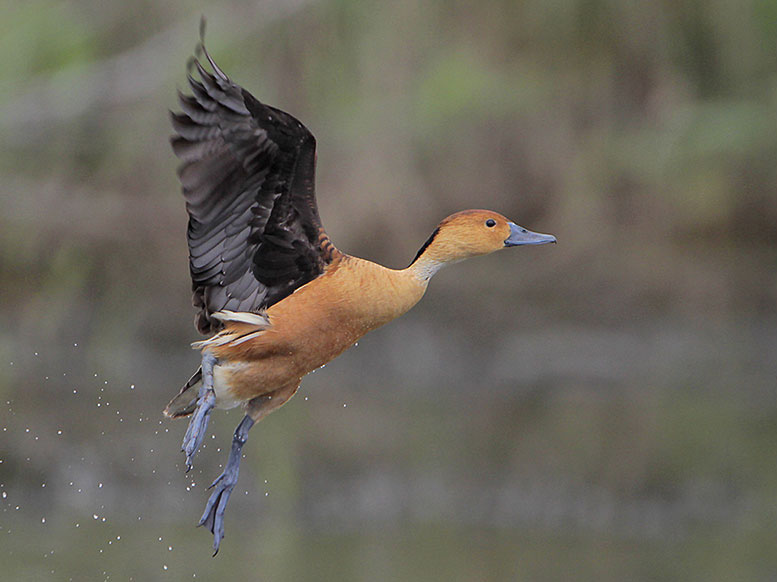 Fulvous Whistling Duck Flying Photos