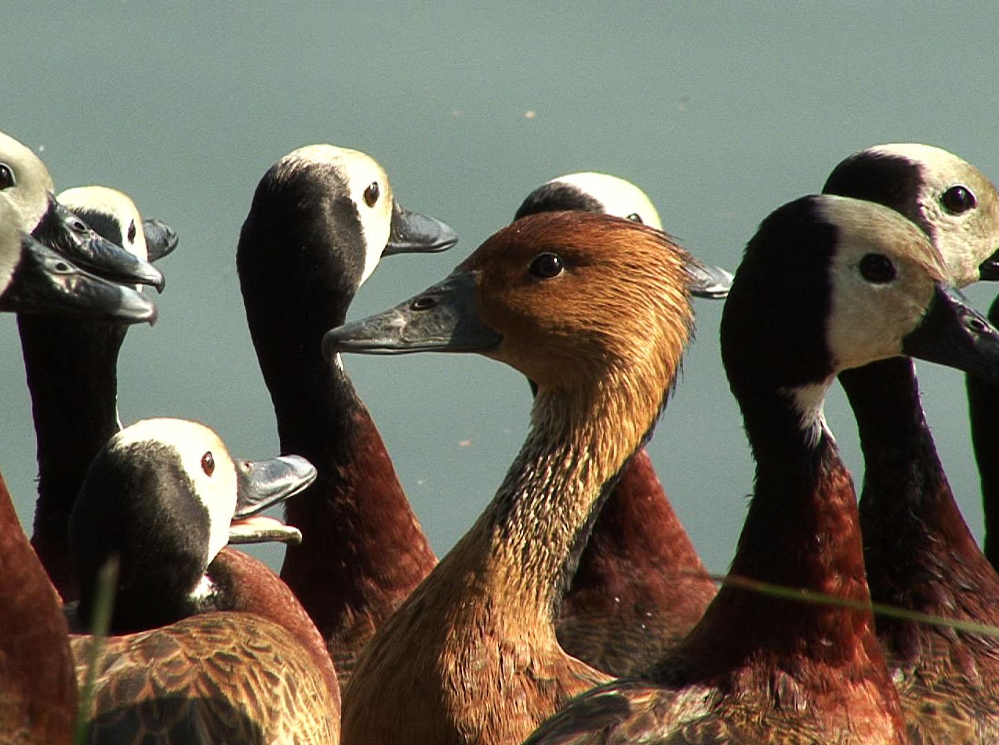 Fulvous whistling duck group photos