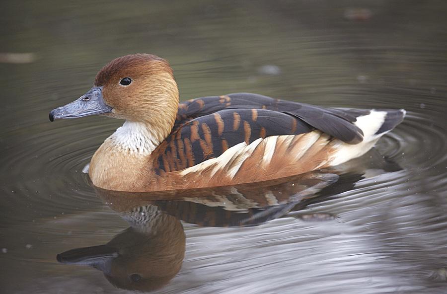 Fulvous Whistling Duck In Water Photos
