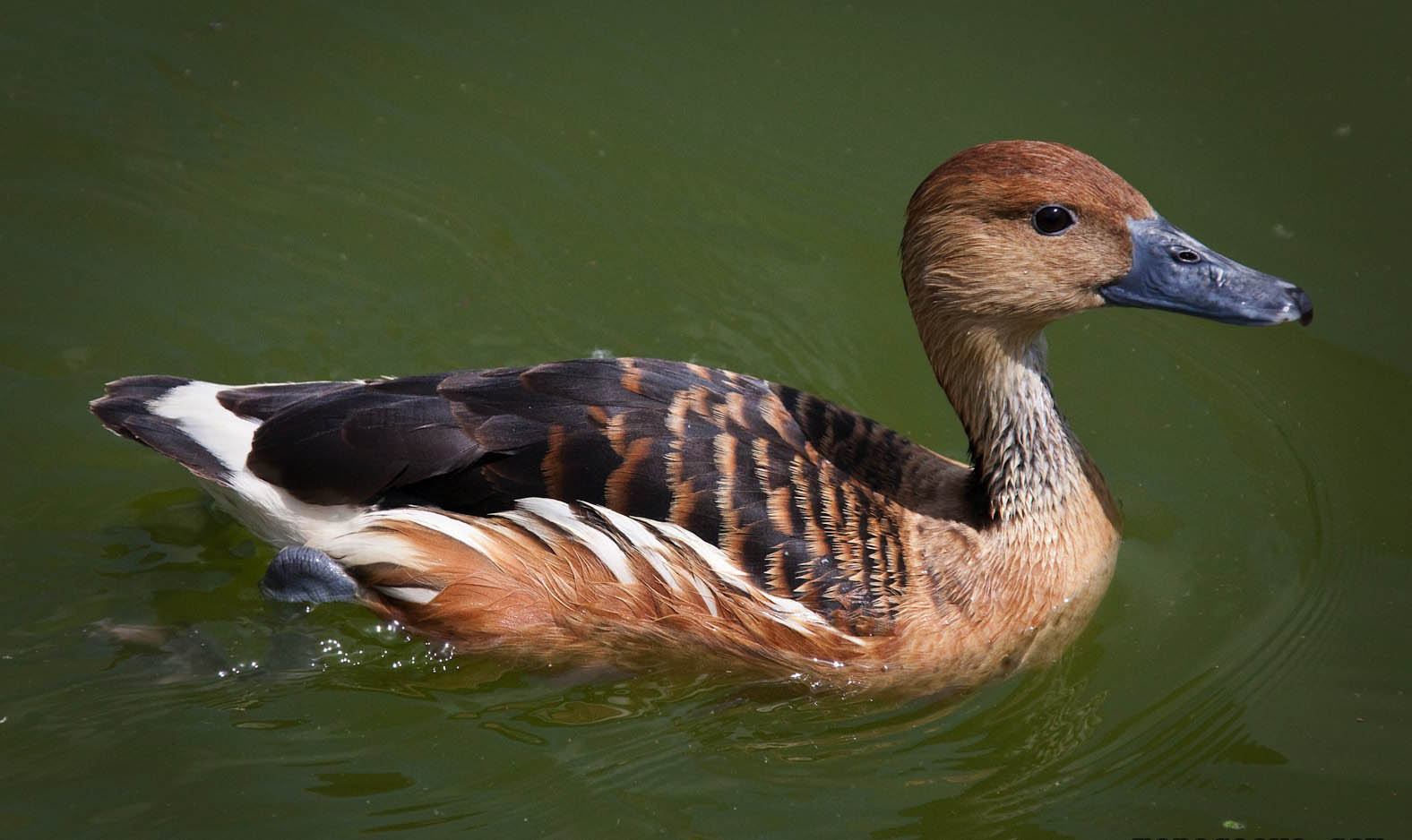 Fulvous whistling duck indian birds gallery