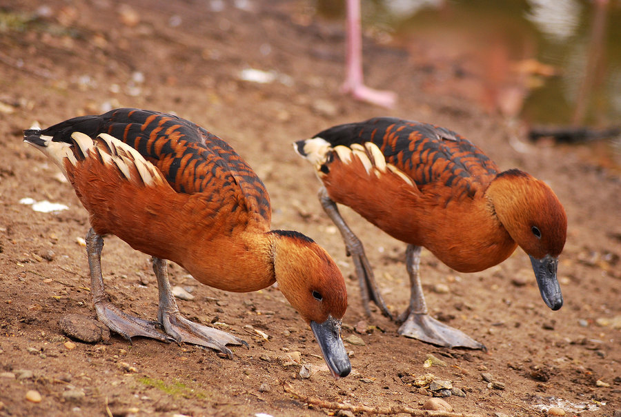 Fulvous Whistling Duck Male And Female Photos
