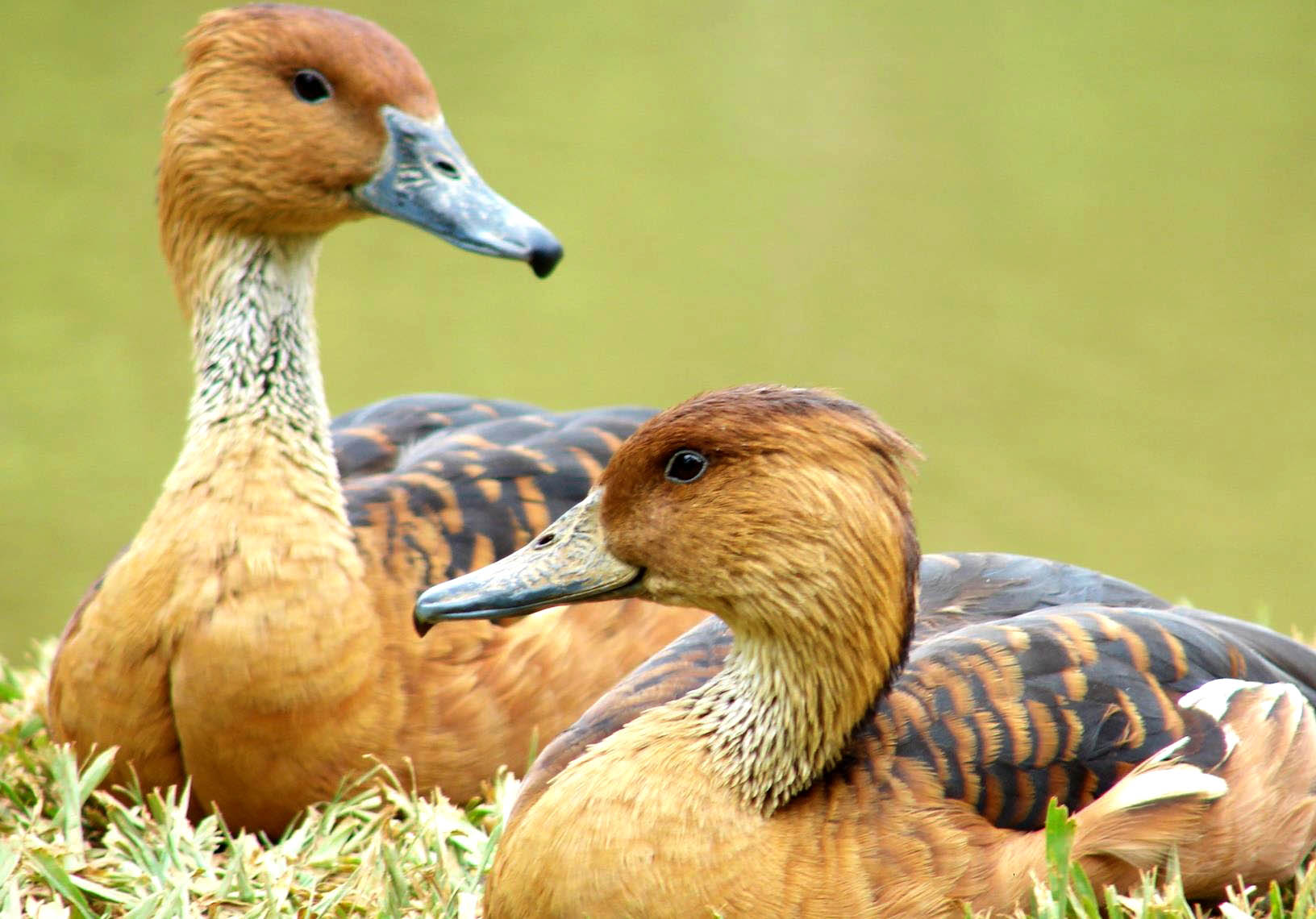 Fulvous whistling duck pair wallpapers