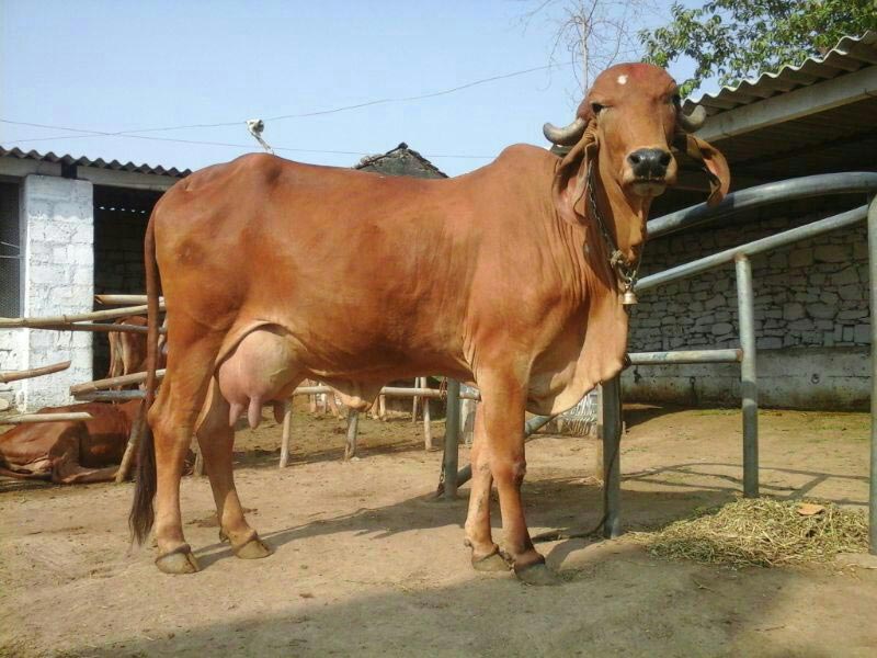 Gir Cow Hd Images