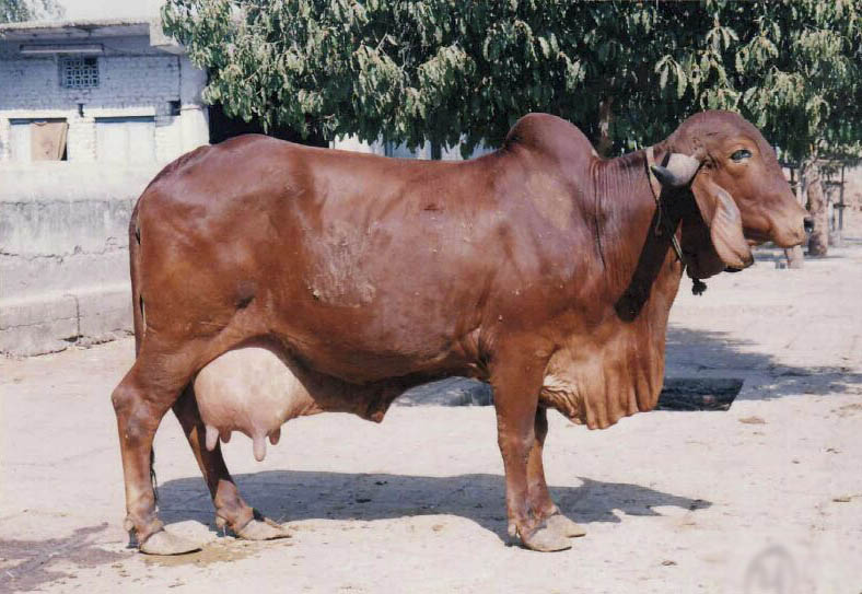 Gir Cow Indian Animals Gallery
