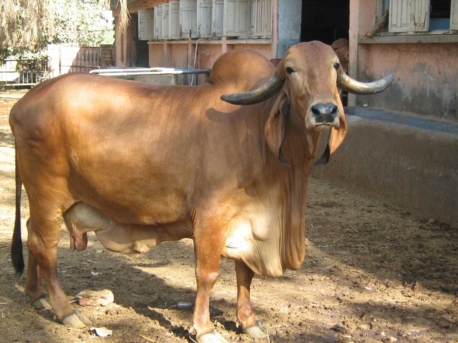 Gir Cow Pictures