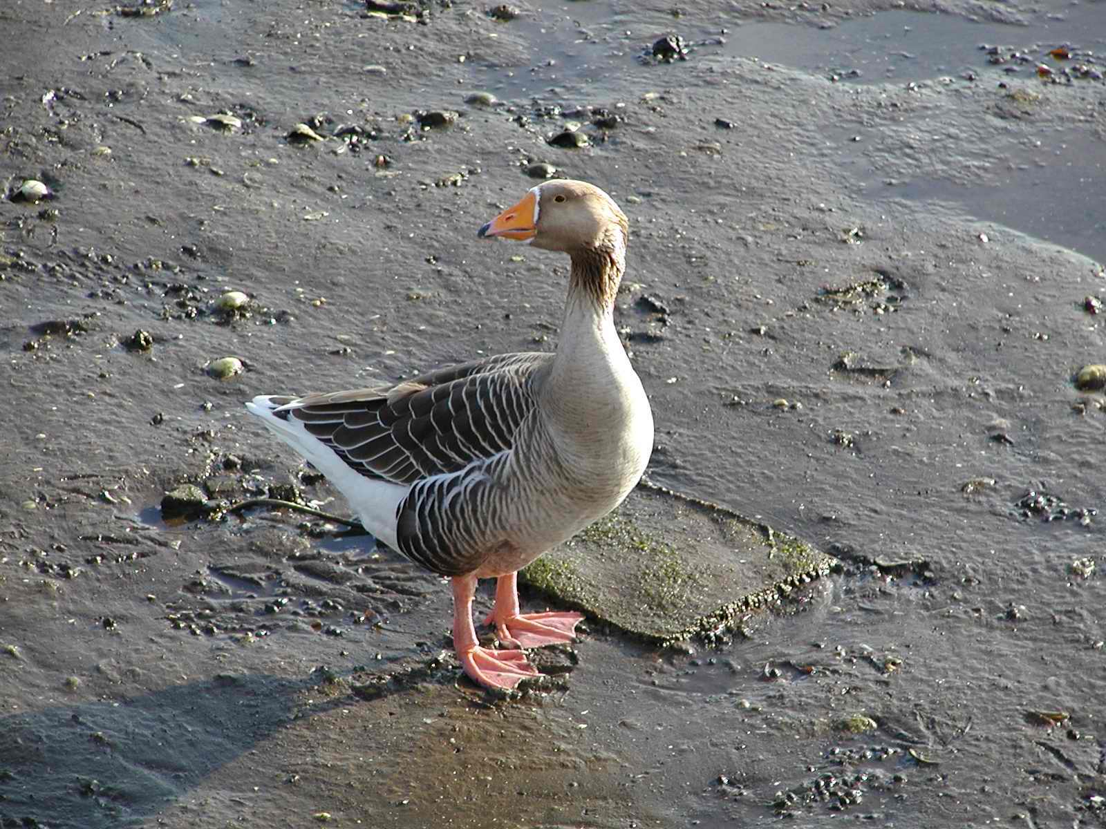 Greater White Fronted Goose Female Pictures